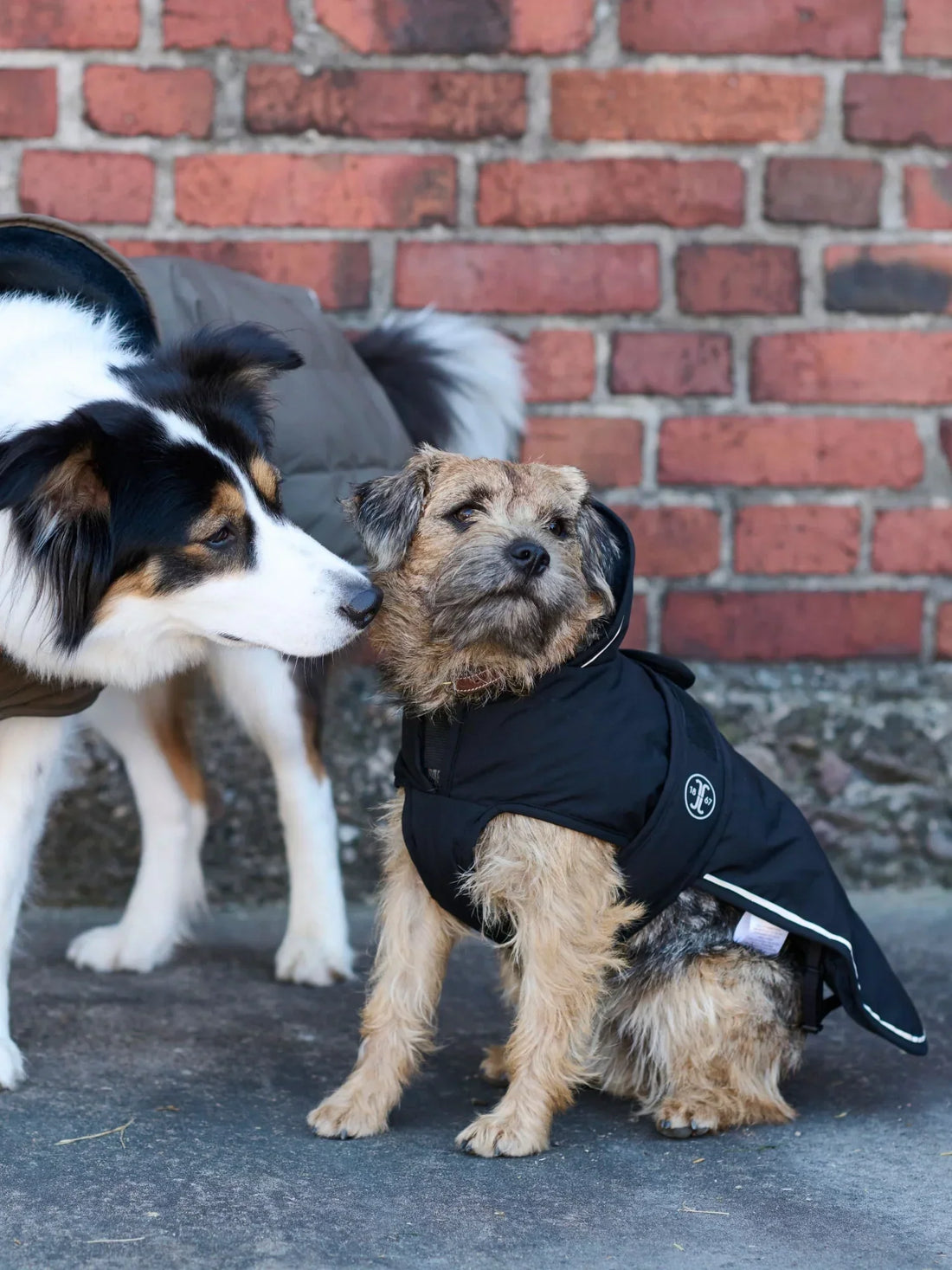 Vinterhundtäcke med syntetfyllning, softpile-foder, reflexdetaljer och justerbara bensnören. Vattentätt med bra andningsförmåga.