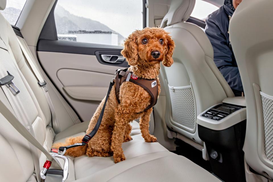 Curli Säkerhetsbälte för bil V2