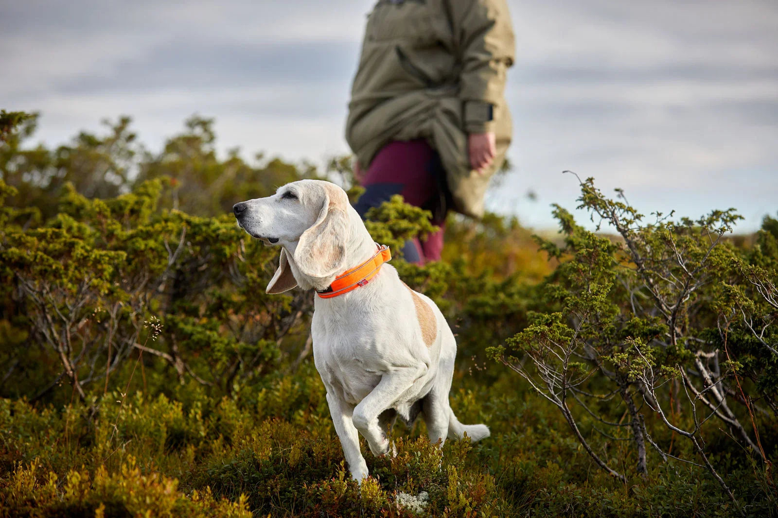 Non-stop Dogwear Safe Collar