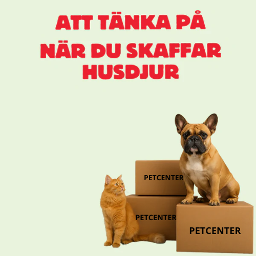 Skaffa husdjur? Här är 7 viktiga saker att tänka på