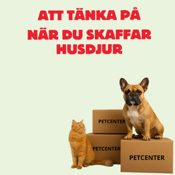 Skaffa husdjur? Här är 7 viktiga saker att tänka på