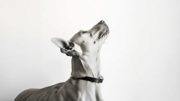 Så väljer du rätt foder till din hund