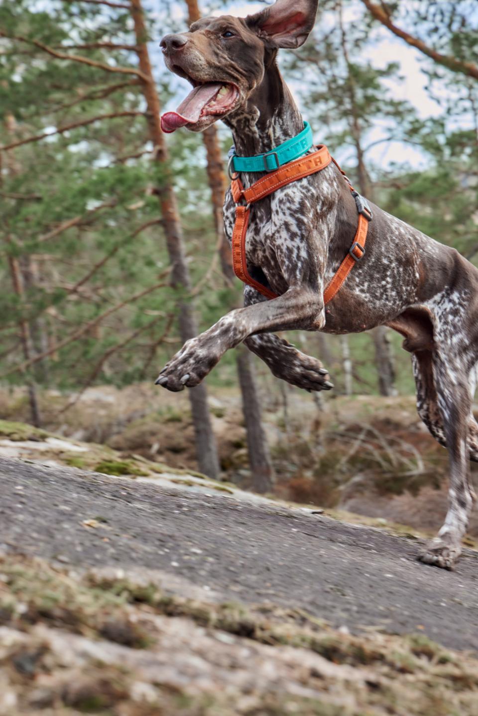 Hurtta ECO Casual Y-hundsele Cinnamon