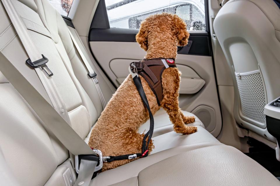 Curli Säkerhetsbälte för bil V2