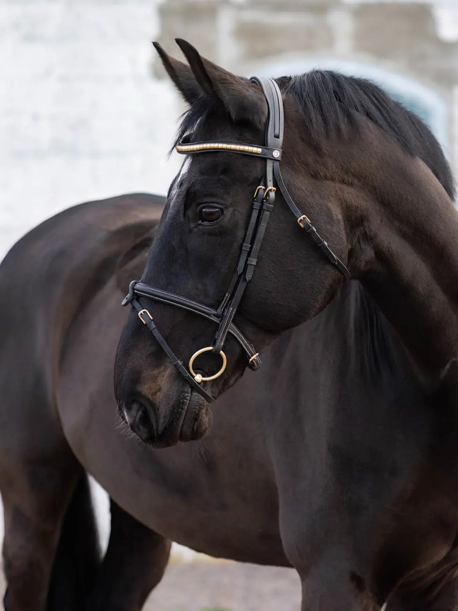 Jacson California Aachenträns Svart