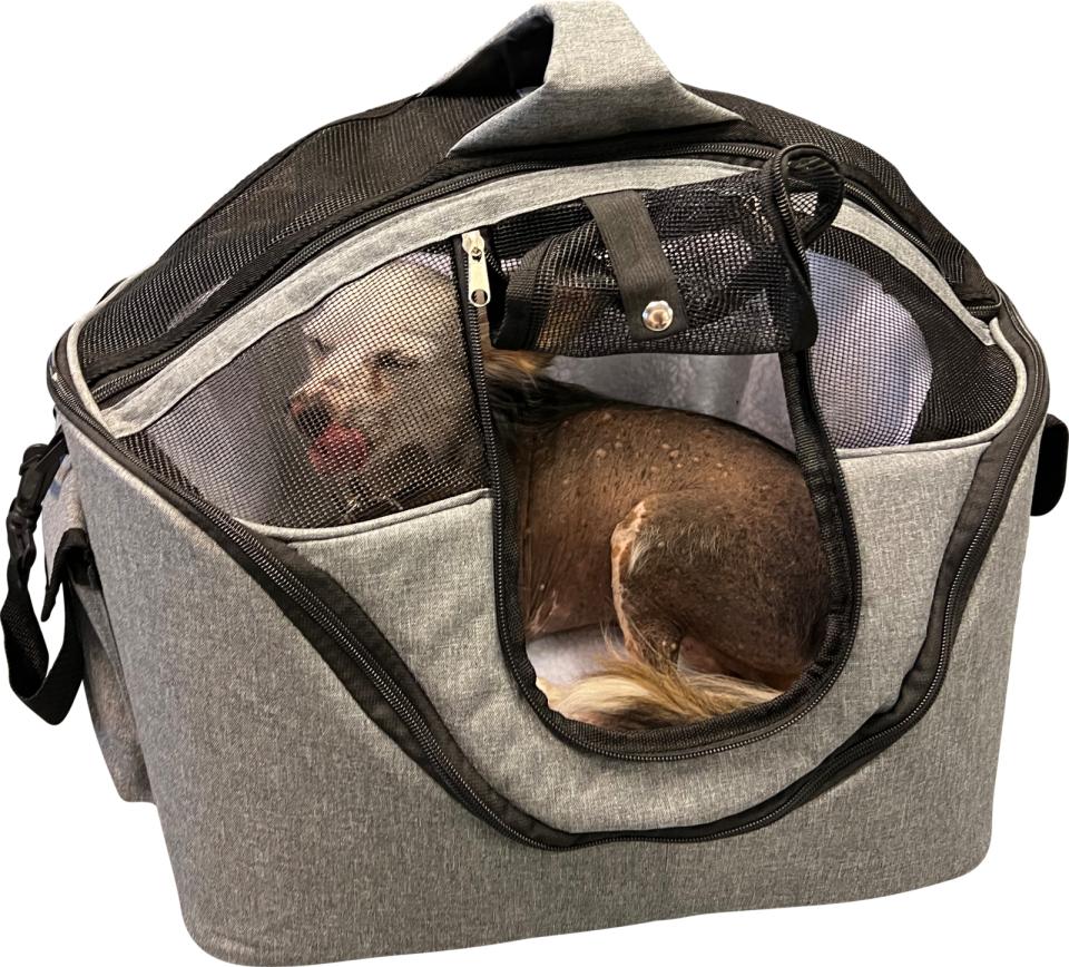 Companion pet transport carrier